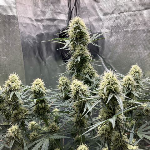 Amelia Earhart growlog timeline photo