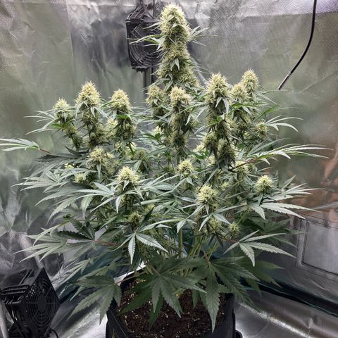 Amelia Earhart growlog timeline photo