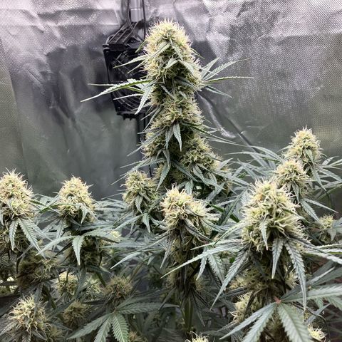 Amelia Earhart growlog timeline photo