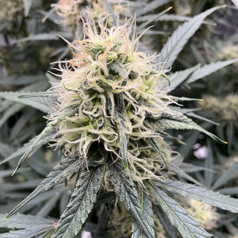 Amelia Earhart growlog timeline photo