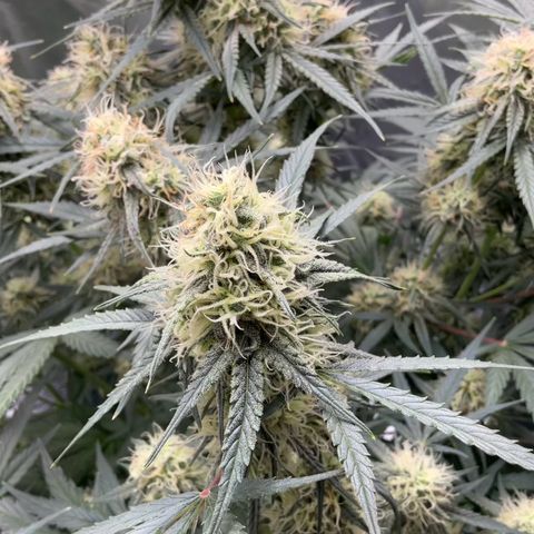 Amelia Earhart growlog timeline photo