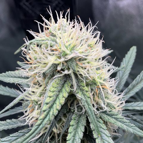 Amelia Earhart growlog timeline photo