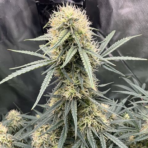 Amelia Earhart growlog timeline photo