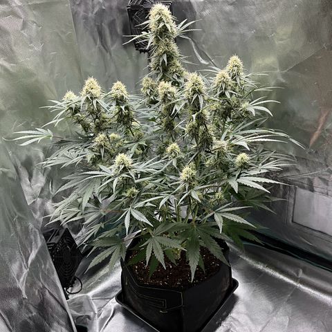 Amelia Earhart growlog timeline photo