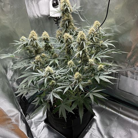Amelia Earhart growlog timeline photo