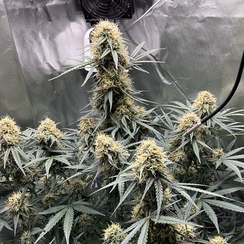 Amelia Earhart growlog timeline photo