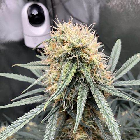 Amelia Earhart growlog timeline photo