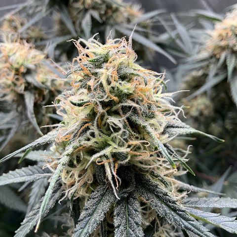 Amelia Earhart growlog timeline photo