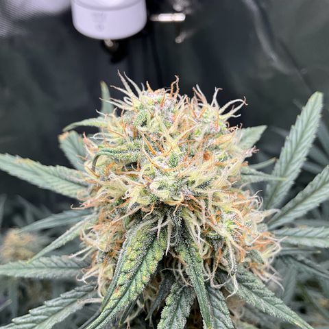 Amelia Earhart growlog timeline photo