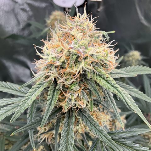 Amelia Earhart growlog timeline photo