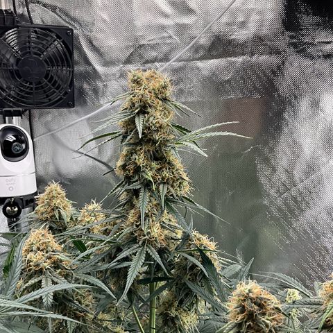 Amelia Earhart growlog timeline photo