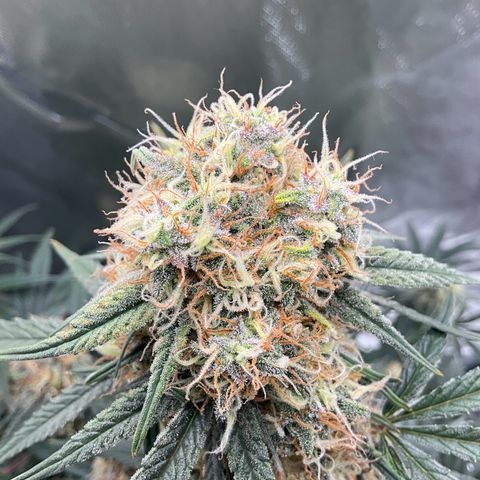 Amelia Earhart growlog timeline photo