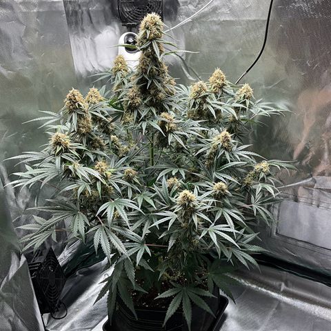 Amelia Earhart growlog timeline photo
