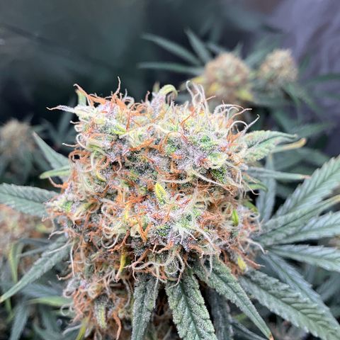 Amelia Earhart growlog timeline photo