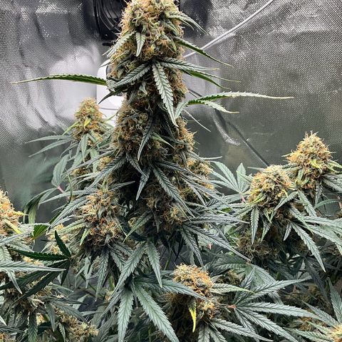 Amelia Earhart growlog timeline photo