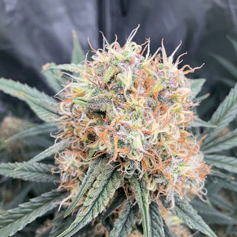 Amelia Earhart growlog timeline photo