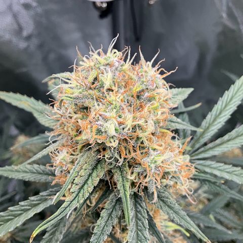 Amelia Earhart growlog timeline photo