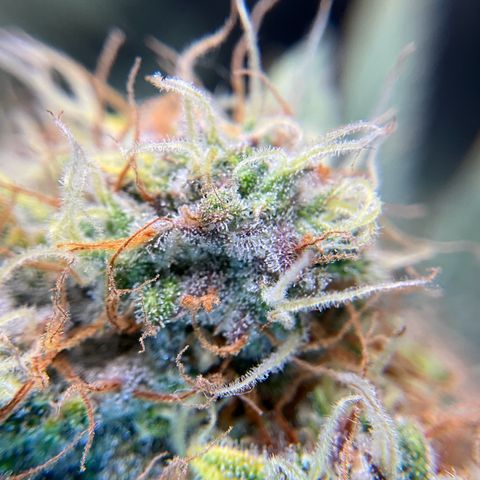 Amelia Earhart growlog timeline photo