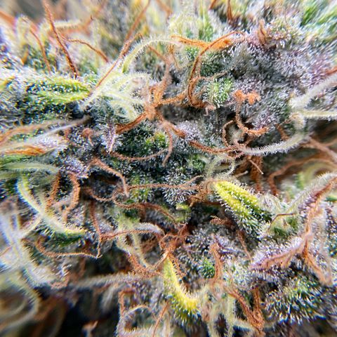 Amelia Earhart growlog timeline photo