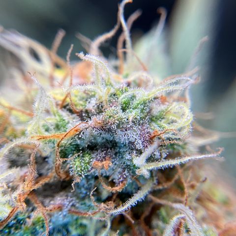 Amelia Earhart growlog timeline photo