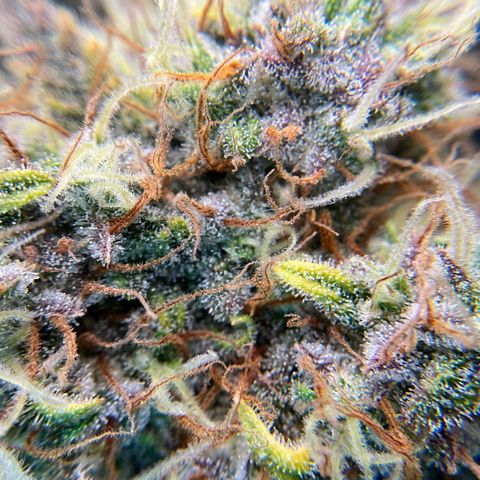 Amelia Earhart growlog timeline photo