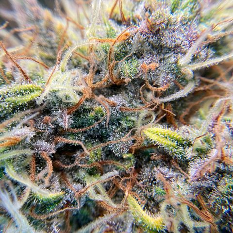 Amelia Earhart growlog timeline photo