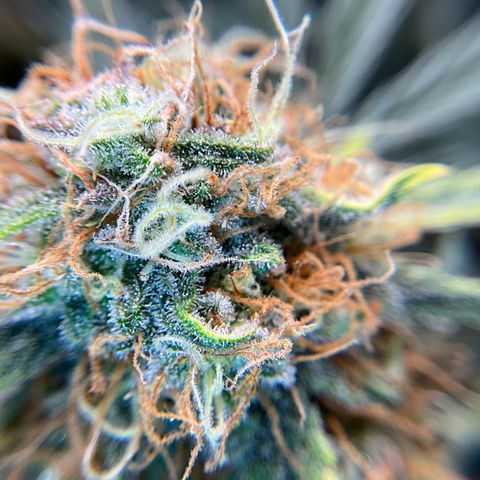 Amelia Earhart growlog timeline photo