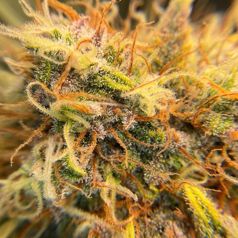 Amelia Earhart growlog timeline photo