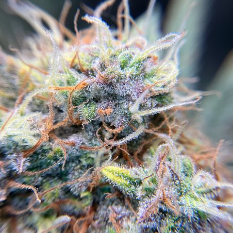 Amelia Earhart growlog timeline photo