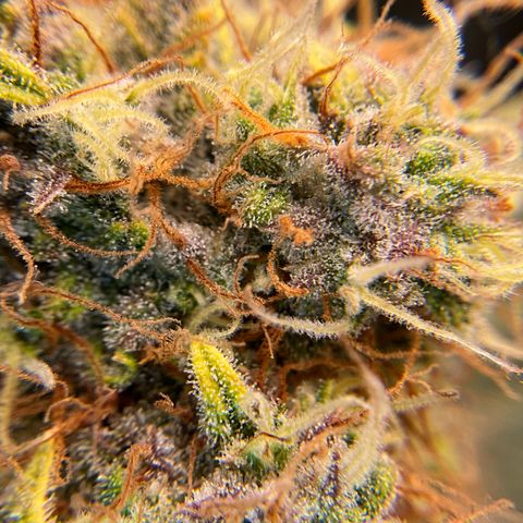 Amelia Earhart growlog timeline photo