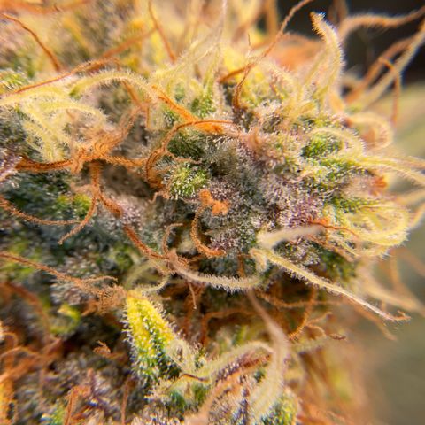 Amelia Earhart growlog timeline photo