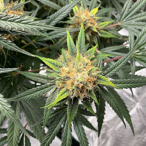 Amelia Earhart growlog timeline photo