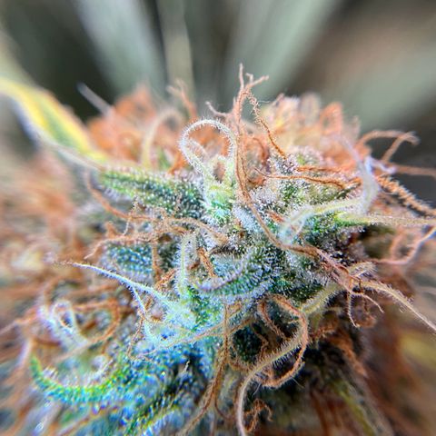 Amelia Earhart growlog timeline photo