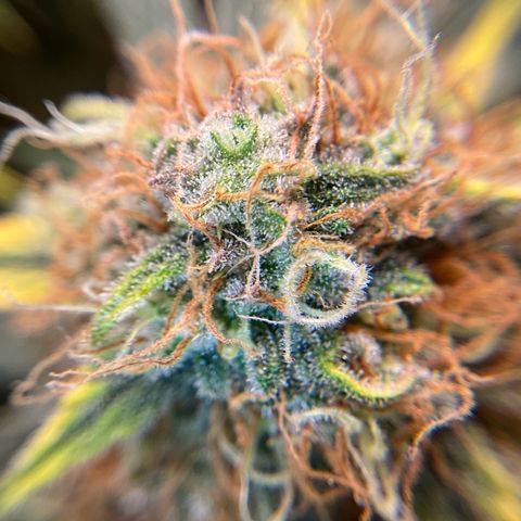 Amelia Earhart growlog timeline photo