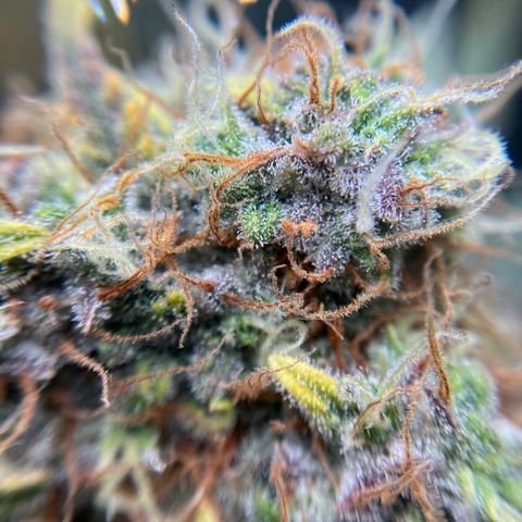 Amelia Earhart growlog timeline photo