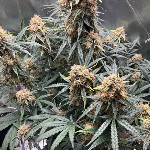 Amelia Earhart growlog timeline photo