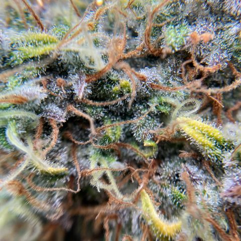 Amelia Earhart growlog timeline photo