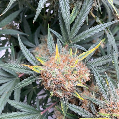 Amelia Earhart growlog timeline photo