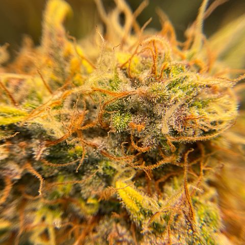 Amelia Earhart growlog timeline photo