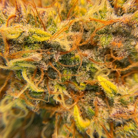 Amelia Earhart growlog timeline photo