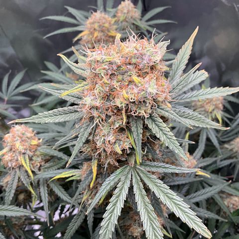Amelia Earhart growlog timeline photo