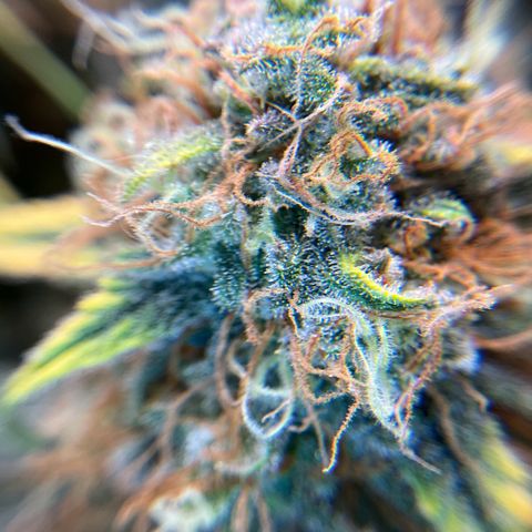 Amelia Earhart growlog timeline photo