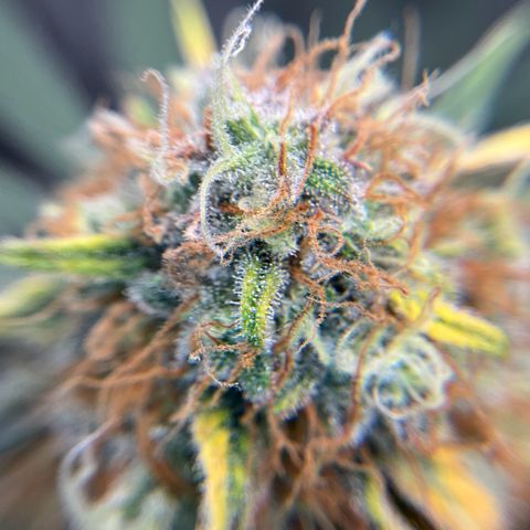 Amelia Earhart growlog timeline photo