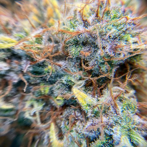 Amelia Earhart growlog timeline photo