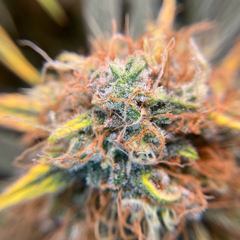 Amelia Earhart growlog timeline photo