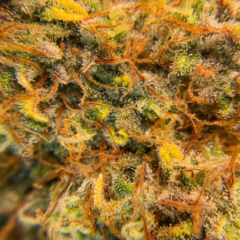 Amelia Earhart growlog timeline photo