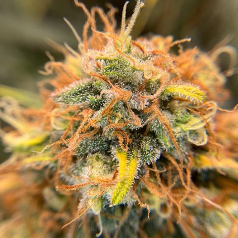 Amelia Earhart growlog timeline photo