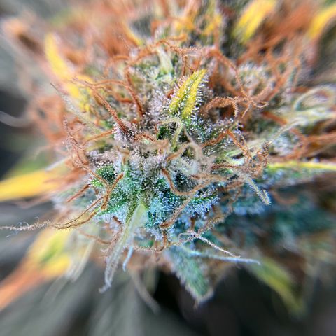 Amelia Earhart growlog timeline photo