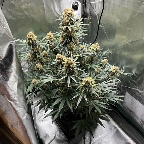 Amelia Earhart growlog timeline photo