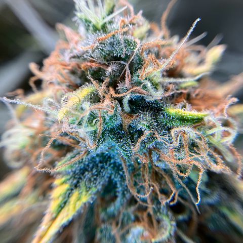 Amelia Earhart growlog timeline photo